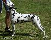 Spezial dalmatian club show Litomice 5/09 - 2.place, r.CAC !!