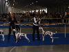 CACIB PRAGUE 4/10 (Champion class ) - Aida Exc. 2, res. CAC