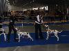 CACIB PRAGUE 4/10 (Champion class ) - Aida Exc. 2, res. CAC