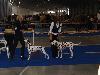 CACIB PRAGUE 4/10 (Champion class ) - Aida Exc. 2, res. CAC