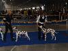 CACIB PRAGUE 4/10 (Champion class ) - Aida Exc. 2, res. CAC