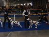 CACIB PRAGUE 4/10 (Champion class ) - Aida Exc. 2, res. CAC