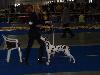 CACIB PRAGUE 4/10 (Champion class ) - Aida Exc. 2, res. CAC