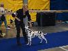 CACIB PRAGUE 4/10 (Champion class ) - Aida Exc. 2, res. CAC