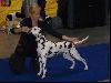 CACIB PRAHA 5/10 - AIDA IS CHAMPION OF CZECH REPUBLIC !!