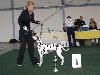 CACIB SAARBRUCKEN (5/10) - Exc. 1, CAC VDH/ CAC CLUB DDC (champ.cl.) 