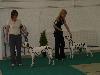 CACIB NITRA 6/10- AIDA Exc. 1, CAC, CACIB, BOB !!