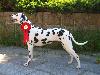 CACIB NITRA 6/10- AIDA Exc. 1, CAC, CACIB, BOB !!