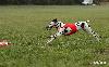 CHAMPIONSHIP CZECH REPUBLIC 2010 (COURSING)- 1th PLACE, BEST OF BREED !! 