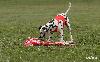 CHAMPIONSHIP CZECH REPUBLIC 2010 (COURSING)- 1th PLACE, BEST OF BREED !! 