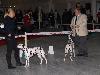 CACIB METZ (Fr) 11/10 - Aida Exc. 1, CACS, CACIB, BOB !!!!