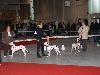 CACIB METZ (Fr) 11/10 - Aida Exc. 1, CACS, CACIB, BOB !!!!