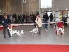 CACIB METZ (Fr) 11/10 - Aida Exc. 1, CACS, CACIB, BOB !!!!