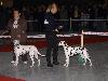 CACIB METZ (Fr) 11/10 - Aida Exc. 1, CACS, CACIB, BOB !!!!