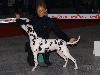 CACIB METZ (Fr) 11/10 - Aida Exc. 1, CACS, CACIB, BOB !!!!