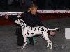 CACIB METZ (Fr) 11/10 - Aida Exc. 1, CACS, CACIB, BOB !!!!