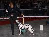 CACIB METZ (Fr) 11/10 - Aida Exc. 1, CACS, CACIB, BOB !!!!