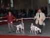 CACIB METZ (Fr) 11/10 - Aida Exc. 1, CACS, CACIB, BOB !!!!