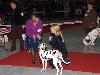 CACIB METZ (Fr) 11/10 - Aida Exc. 1, CACS, CACIB, BOB !!!!