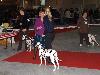 CACIB METZ (Fr) 11/10 - Aida Exc. 1, CACS, CACIB, BOB !!!!