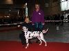 CACIB METZ (Fr) 11/10 - Aida Exc. 1, CACS, CACIB, BOB !!!!