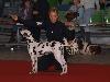 CAC METZ (Fr) 11/10 - Aida Exc. 1, CACS, BOB, BIG 3 !!!!