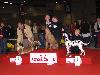 CAC METZ (Fr) 11/10 - Aida Exc. 1, CACS, BOB, BIG 3 !!!!