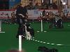 KORTRIJK  (Be) 11/10 - Eurodogshow 2010