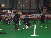 KORTRIJK  (Be) 11/10 - Eurodogshow 2010