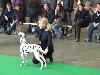 KORTRIJK  (Be) 11/10 - Eurodogshow 2010