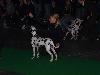 KORTRIJK  (Be) 11/10 - Eurodogshow 2010