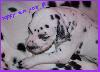 http://dalmatiendumoulindelage.chez-alic...