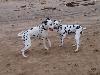 SCOTLAND BEACH - AIDA and Oliver