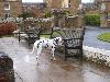 MATING IN SCOTLAND - CULZEAN CASTLE