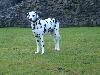 MATING IN SCOTLAND - DUNDONALD CASTLE 