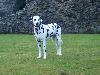 MATING IN SCOTLAND - DUNDONALD CASTLE 