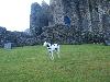 MATING IN SCOTLAND - DUNDONALD CASTLE 