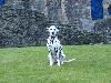 MATING IN SCOTLAND - DUNDONALD CASTLE 