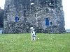 MATING IN SCOTLAND - DUNDONALD CASTLE 