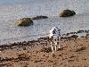 MATING IN SCOTLAND - TROON 