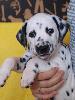 ASSONANZA  A litter  (5 weeks old )- Mr. ORANGE 