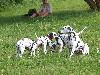 ASSONANZA DALMATIANS -  1st. meeting  ( 11 weeks old )