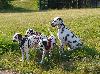 ASSONANZA DALMATIANS -  1st. meeting  ( 11 weeks old )