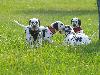 ASSONANZA DALMATIANS -  1st. meeting  ( 11 weeks old )