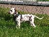 ASSONANZA DALMATIANS -  1st. meeting  ( 11 weeks old )