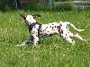 ASSONANZA DALMATIANS -  1st. meeting  ( 11 weeks old )