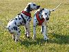 ASSONANZA DALMATIANS -  1st. meeting  ( 11 weeks old )