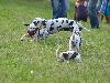 ASSONANZA DALMATIANS -  1st. meeting  ( 11 weeks old )