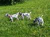 ASSONANZA DALMATIANS -  1st. meeting  ( 11 weeks old )