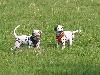 ASSONANZA DALMATIANS -  1st. meeting  ( 11 weeks old )